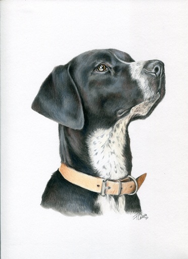 Dog drawing, one subject