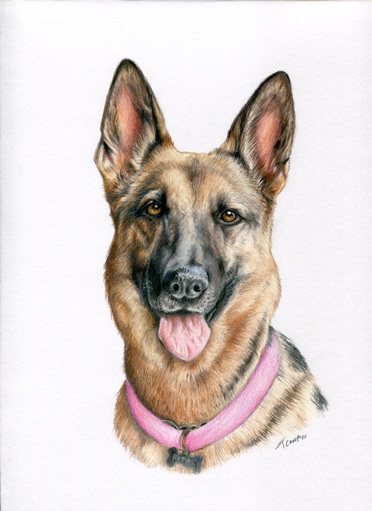 Dog drawing, one subject