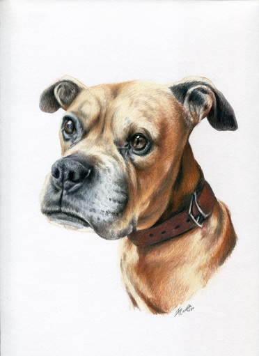 Dog drawing, one subject