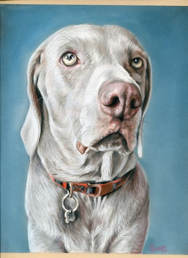 Dog portrait drawing of Malu