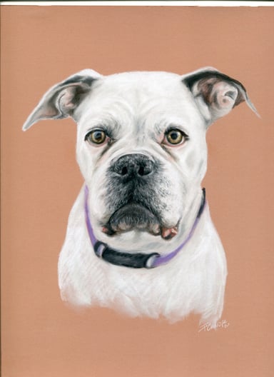 Dog drawing, one subject