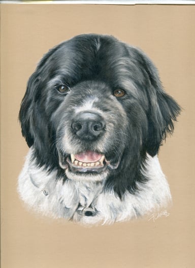 Dog drawing, one subject