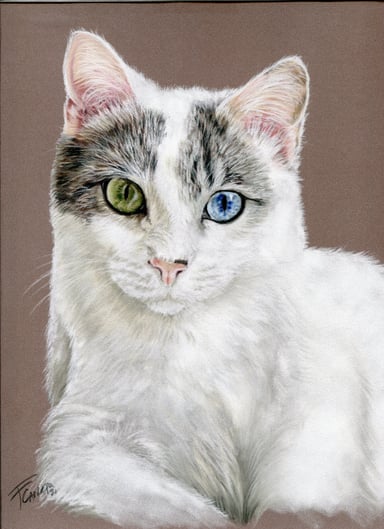 Cat drawing, one subject